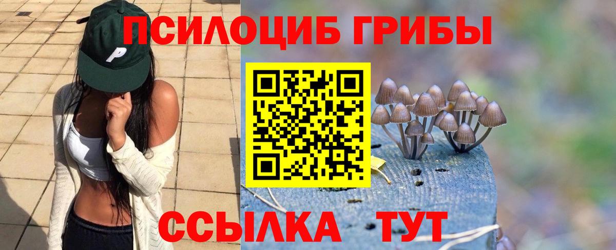 Псилоцибиновые грибы Psilocybine cubensis Минусинск